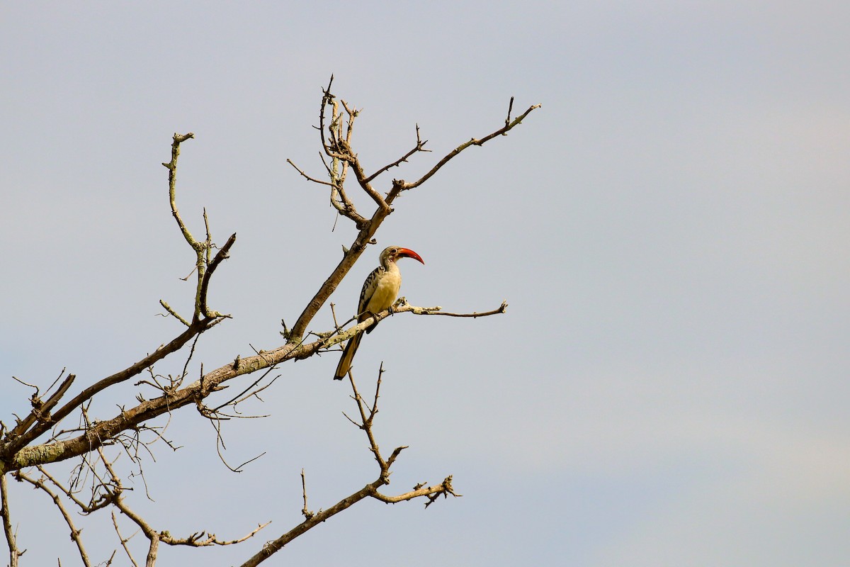 Northern Red-billed Hornbill - Tommy Pedersen
