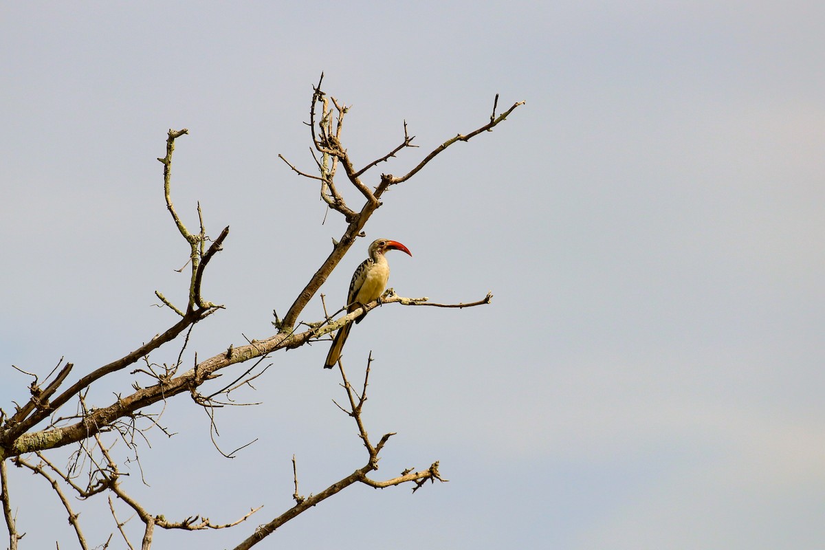 Northern Red-billed Hornbill - ML93879261