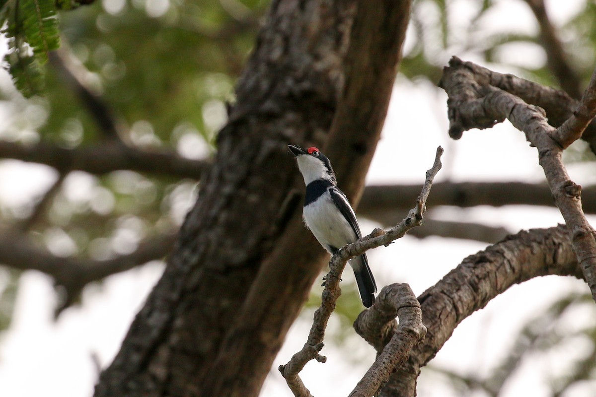 Brown-throated Wattle-eye - ML93879271