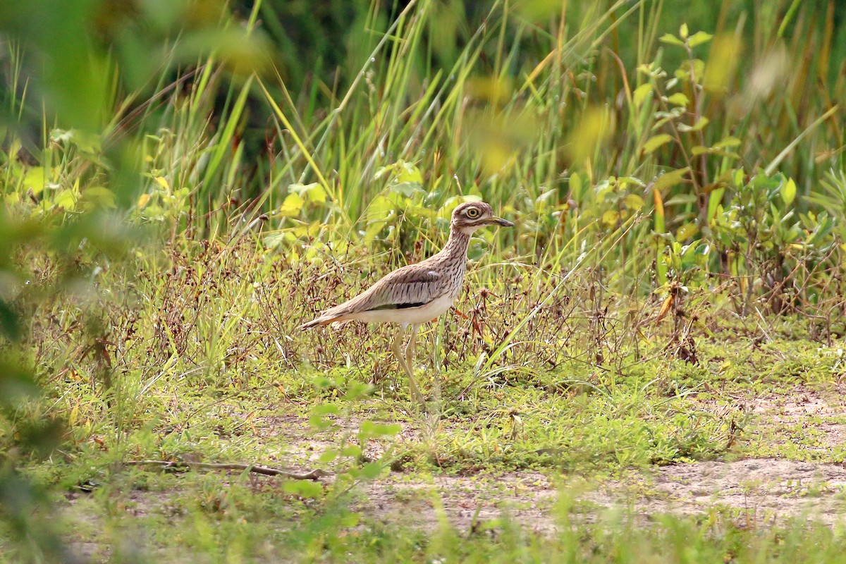 Senegal Thick-knee - ML93879291