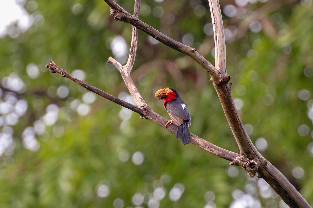 Bearded Barbet - Tommy Pedersen