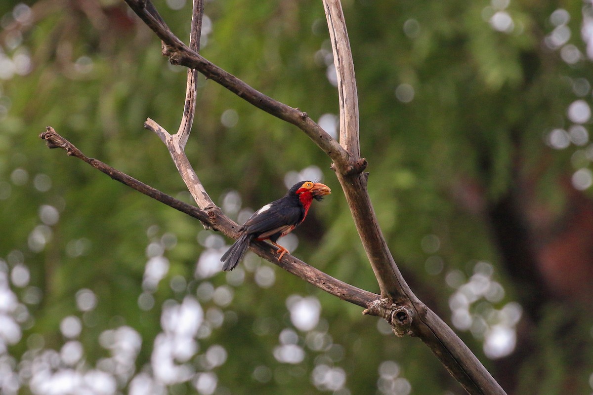 Bearded Barbet - ML93879781