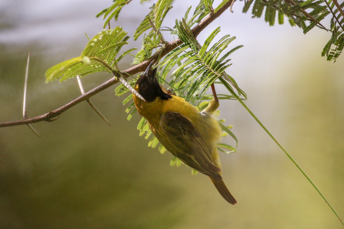 Little Weaver - Tommy Pedersen