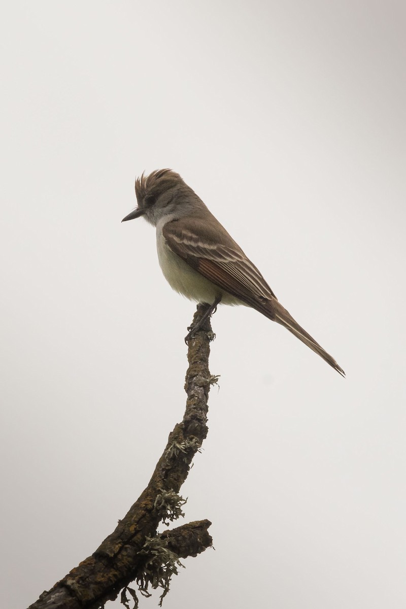 Ash-throated Flycatcher - ML93880371