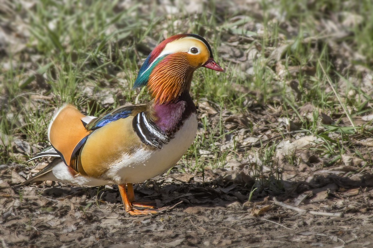 Mandarin Duck - Matthew Pendleton