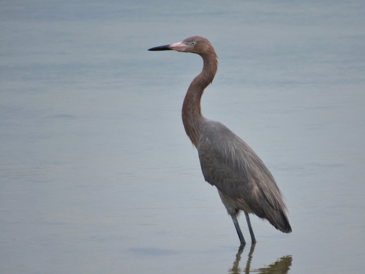 Reddish Egret - ML93881281