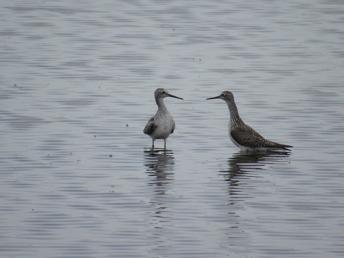 Greater Yellowlegs - ML93881891