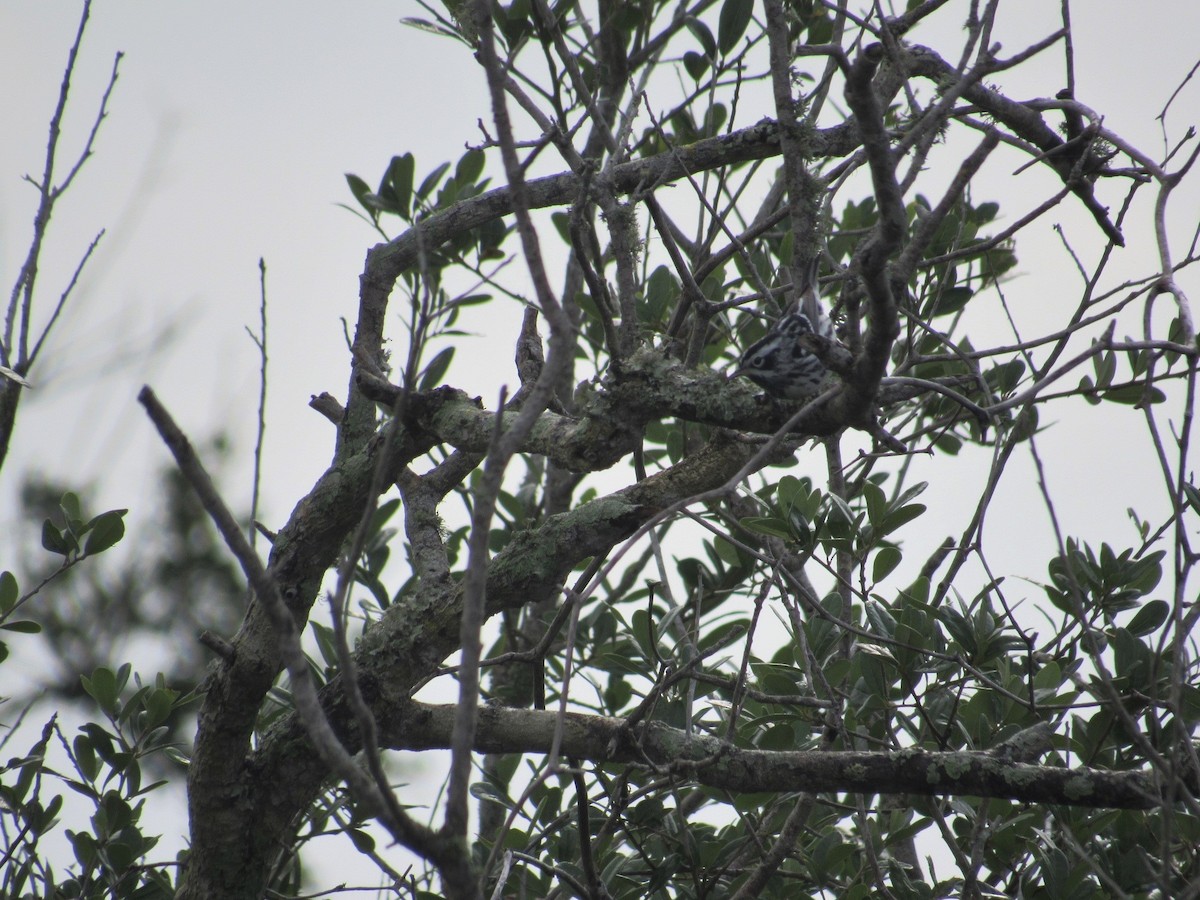 Black-and-white Warbler - ML93881941