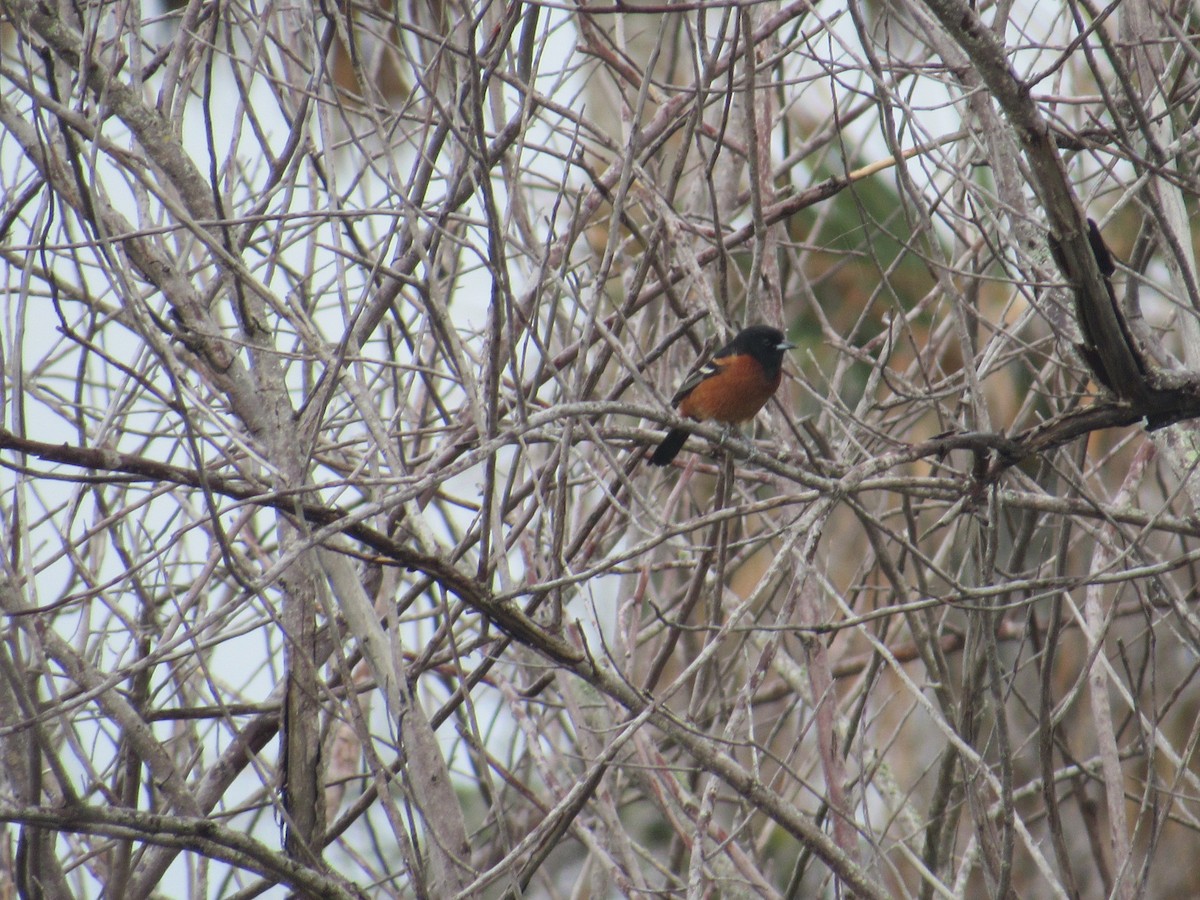 Orchard Oriole - ML93881991