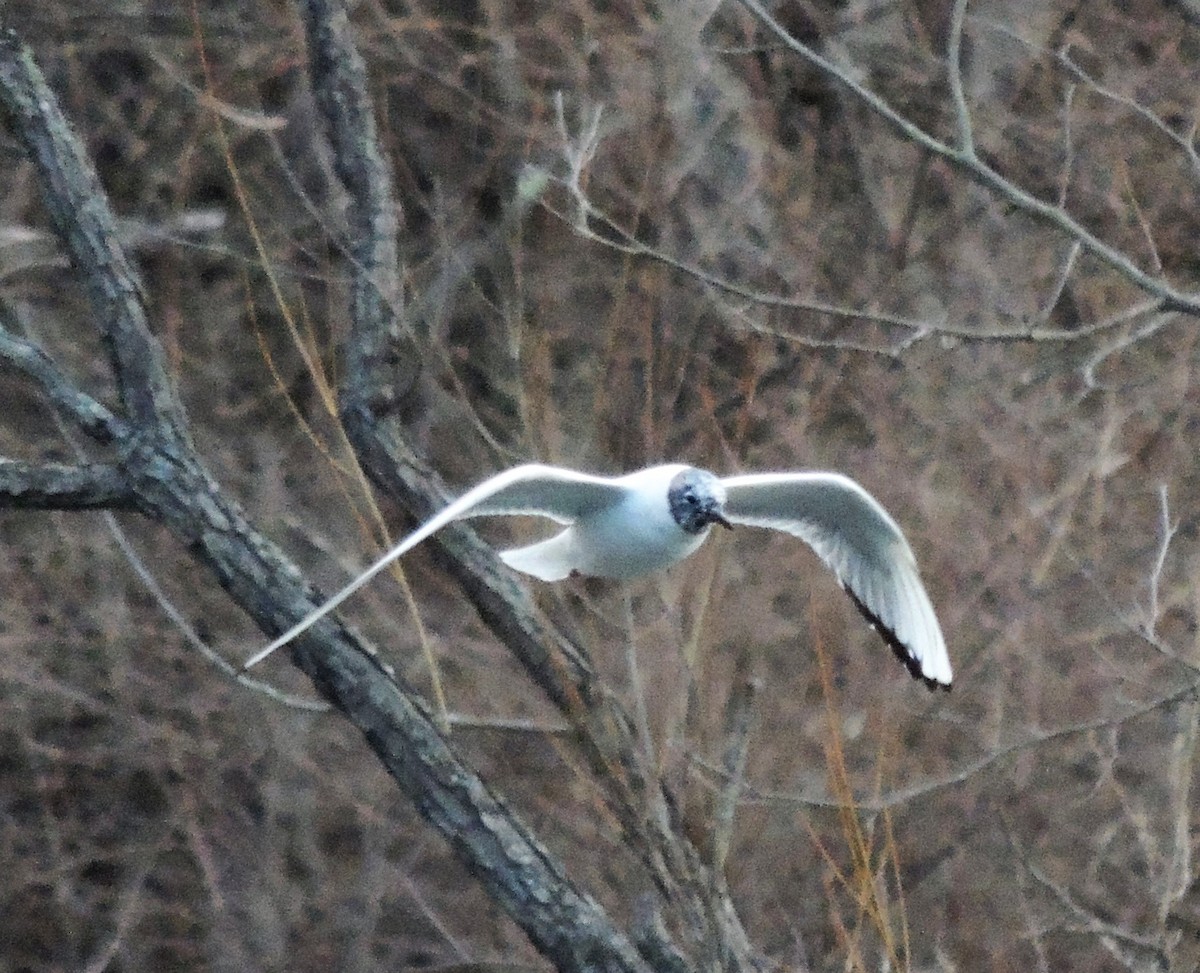 Bonaparte's Gull - ML93882611