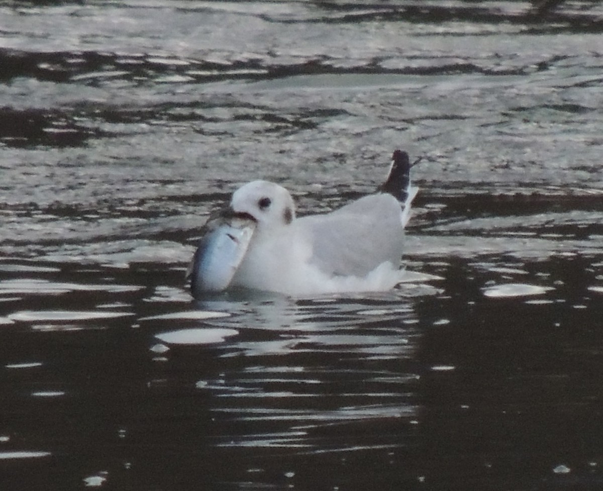 Bonaparte's Gull - ML93882681