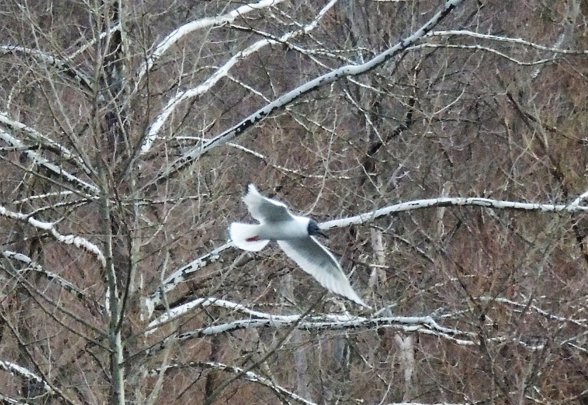 Bonaparte's Gull - ML93882831