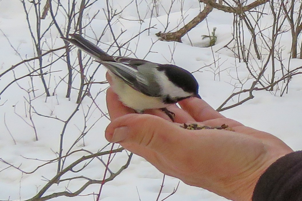 Black-capped Chickadee - ML93883321