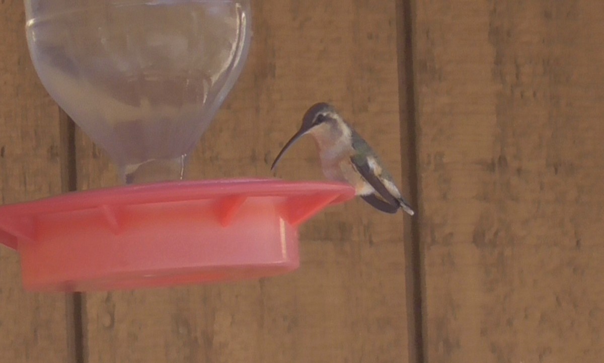 Lucifer Hummingbird - Bernard Morris