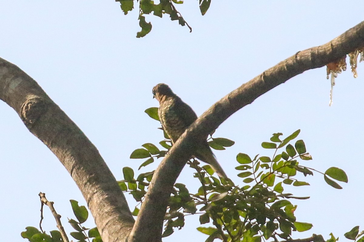 Klaas's Cuckoo - Tommy Pedersen