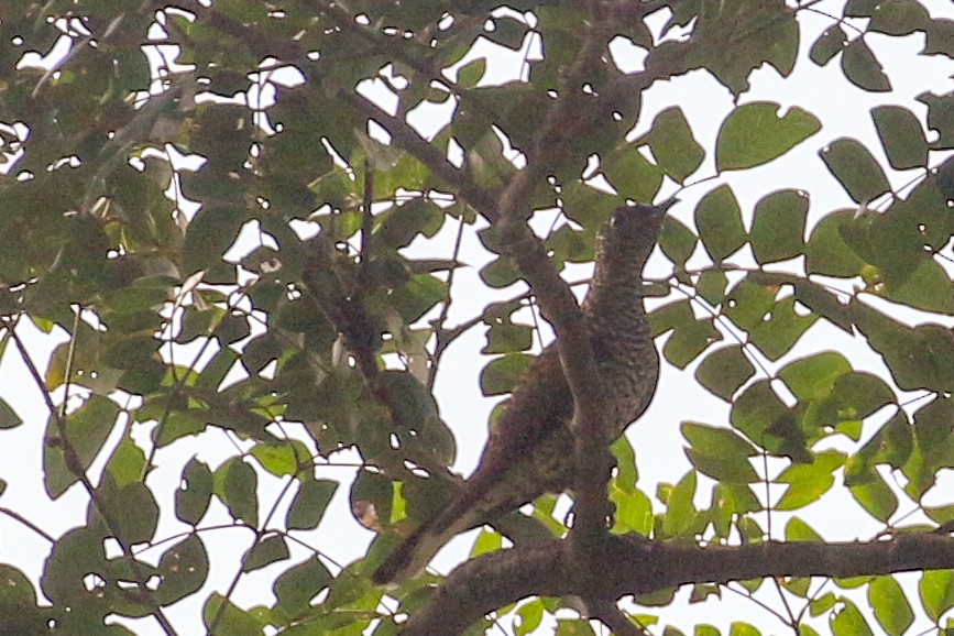 Klaas's Cuckoo - ML93884871