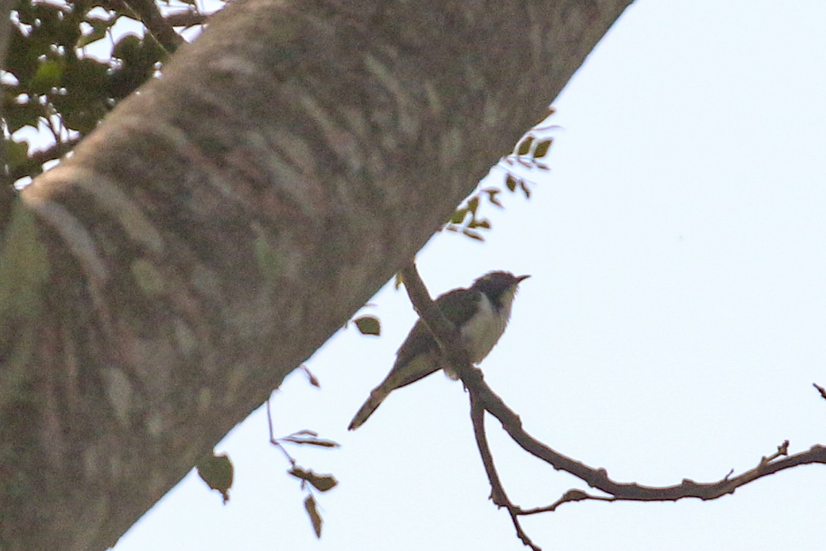 Klaas's Cuckoo - ML93884881