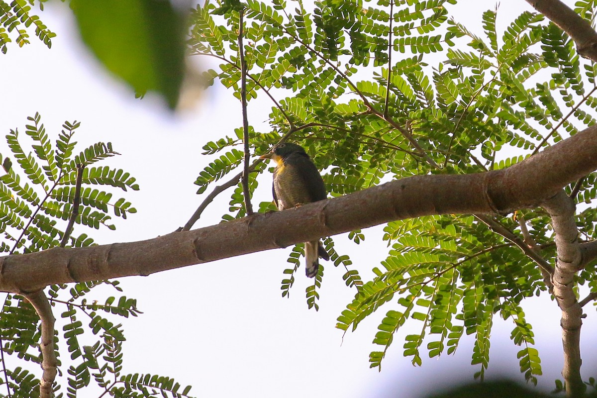 Yellow-throated Cuckoo - Tommy Pedersen