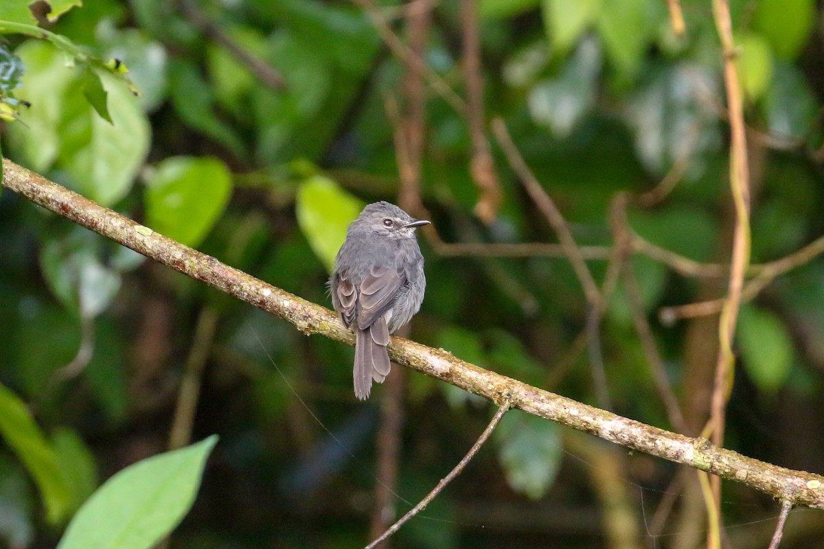 Dusky-blue Flycatcher - ML93885081