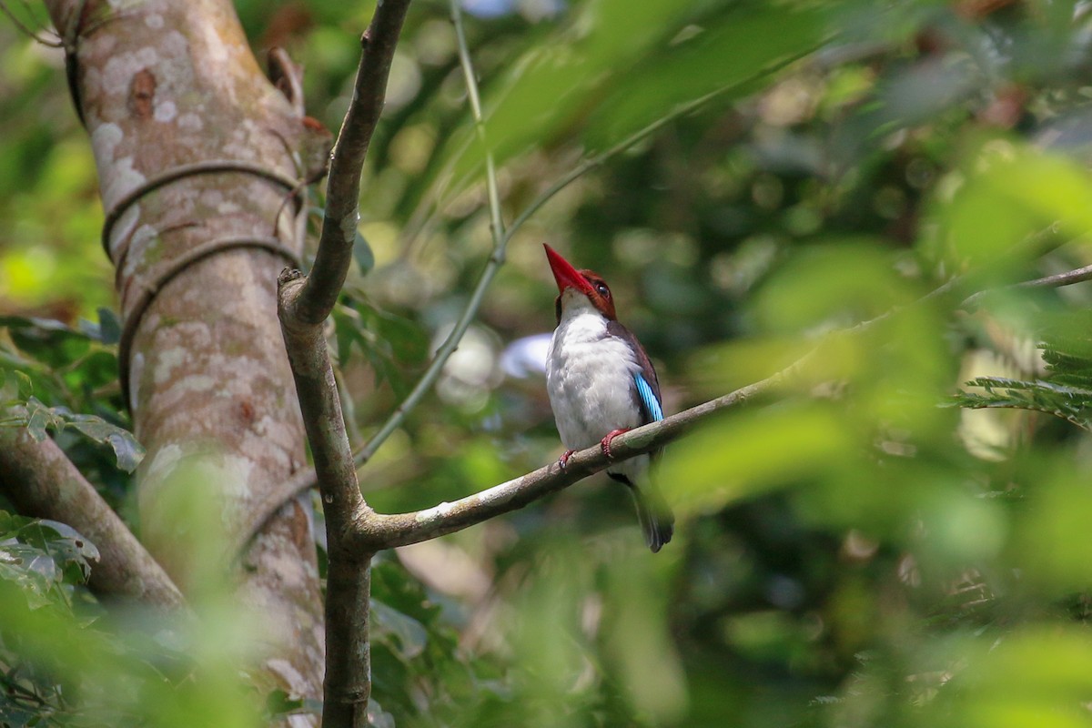 Chocolate-backed Kingfisher - ML93885211