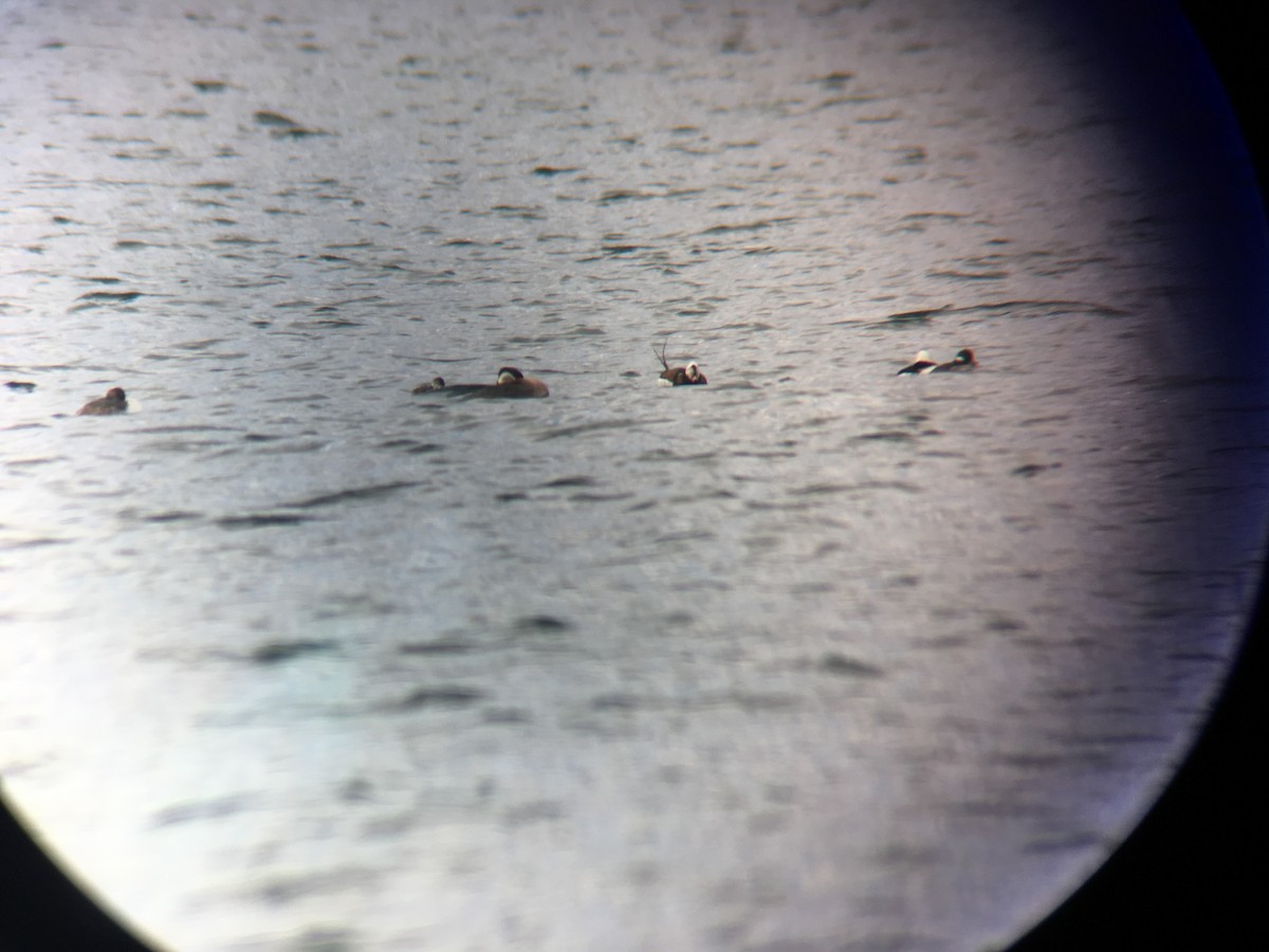 Red-necked Grebe - ML93885301