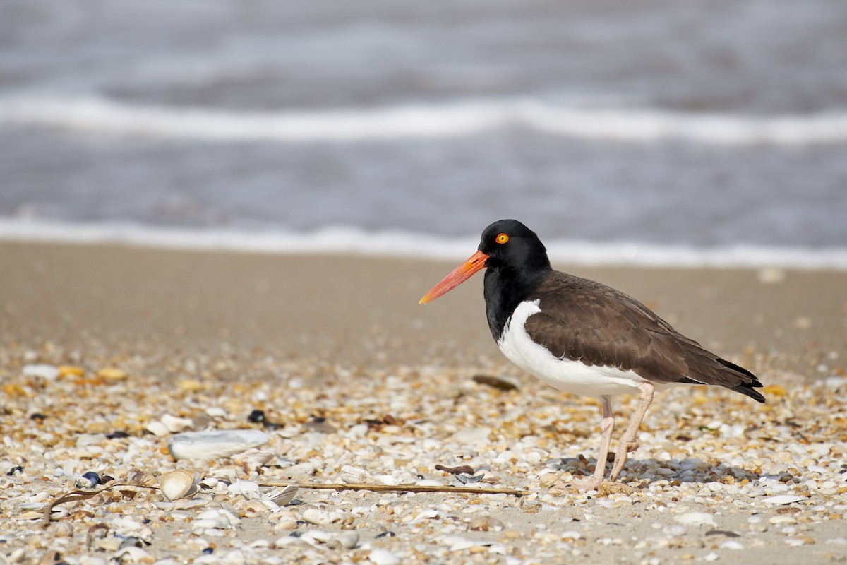 American Oystercatcher - S S Cheema