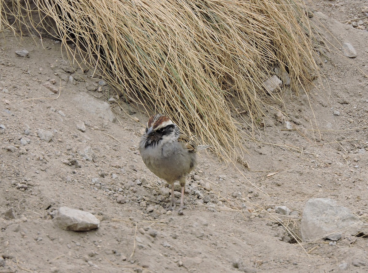 Striped Sparrow - ML93886131