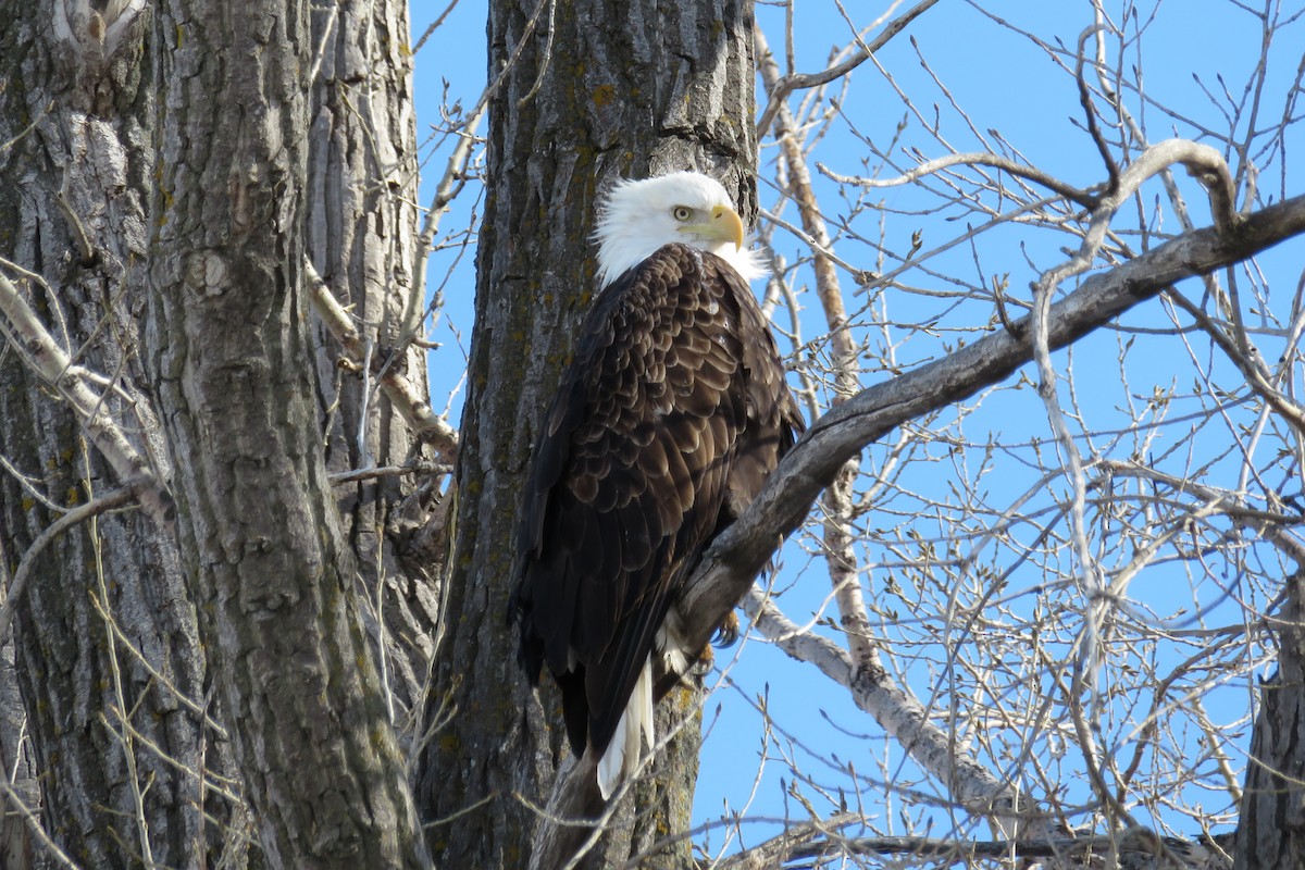 Bald Eagle - ML93886151