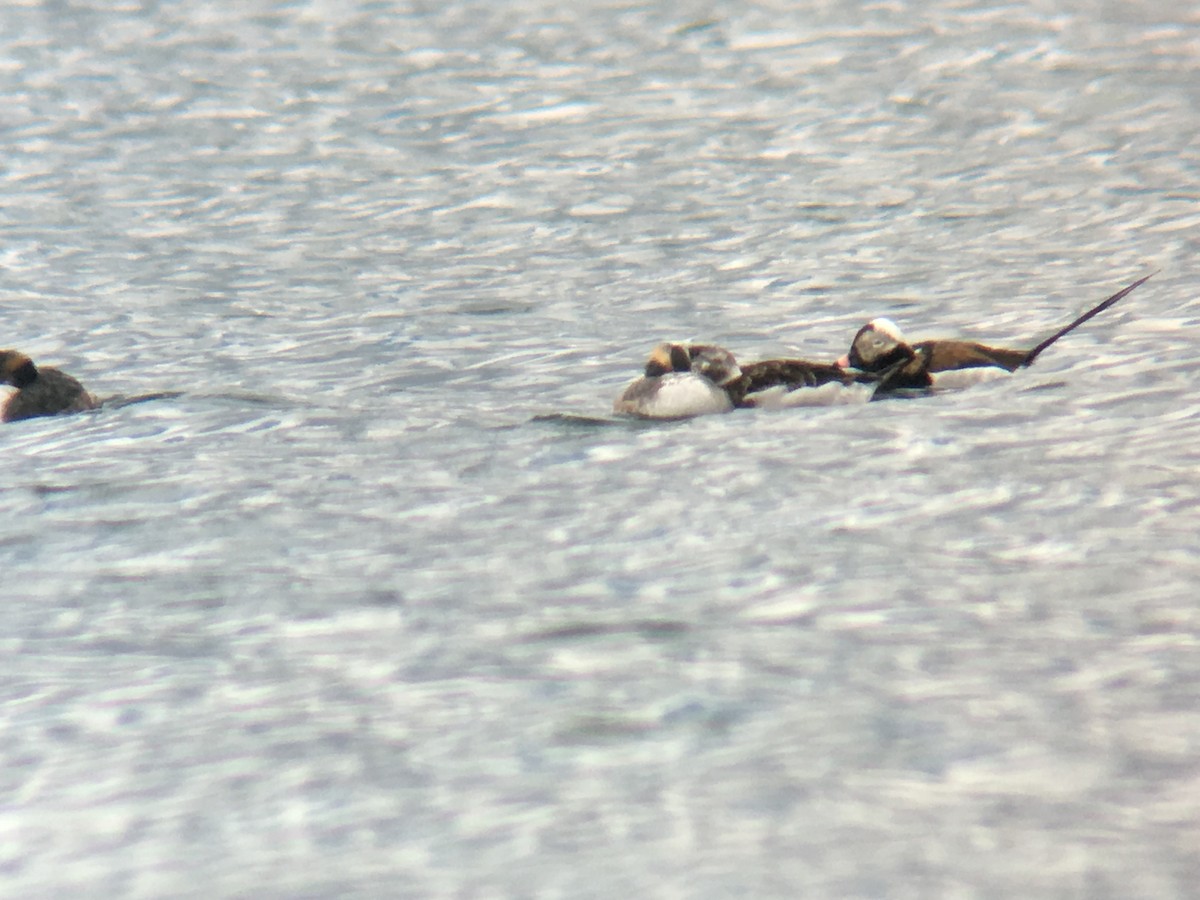 Long-tailed Duck - ML93886191