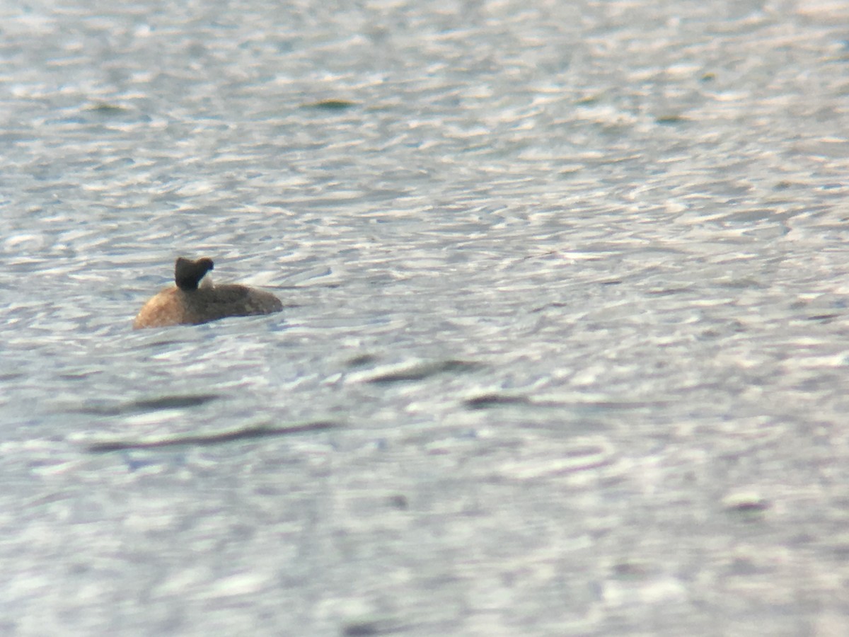 Red-necked Grebe - ML93886361