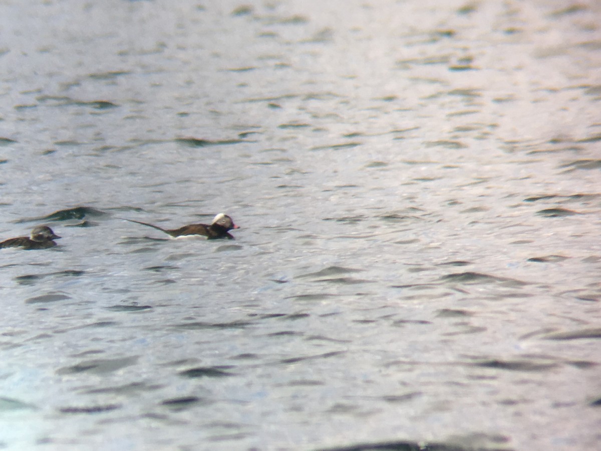 Long-tailed Duck - ML93886731