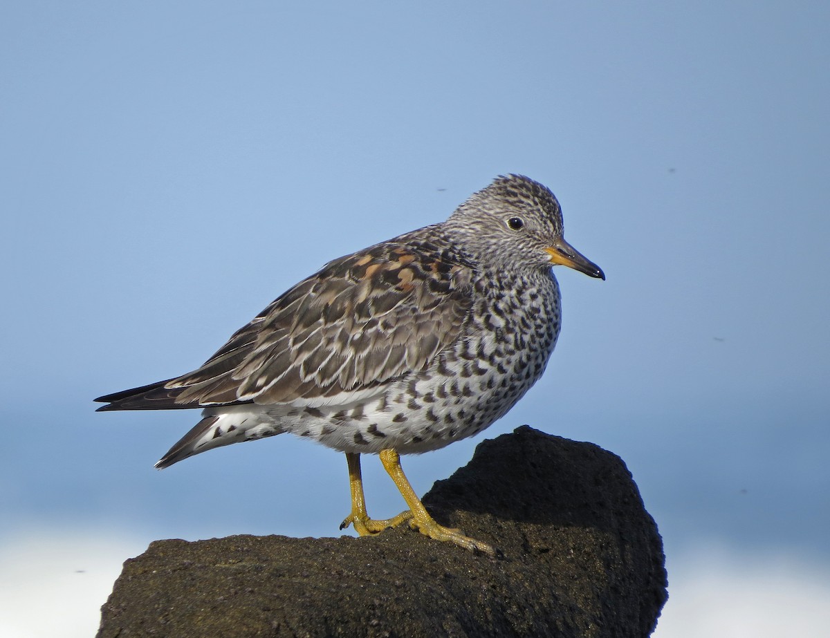 Surfbird - Tom Edell