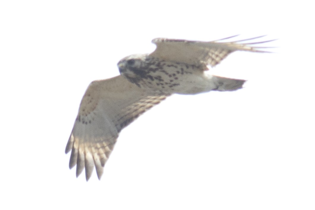 Red-shouldered Hawk - ML93889721