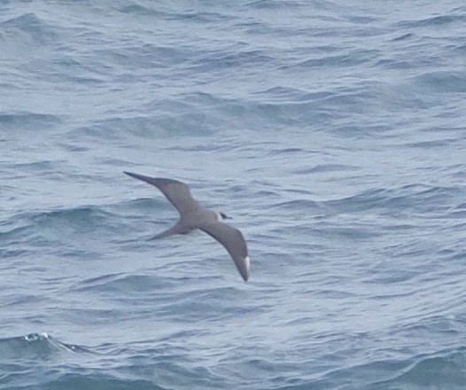 Parasitic Jaeger - ML93890791