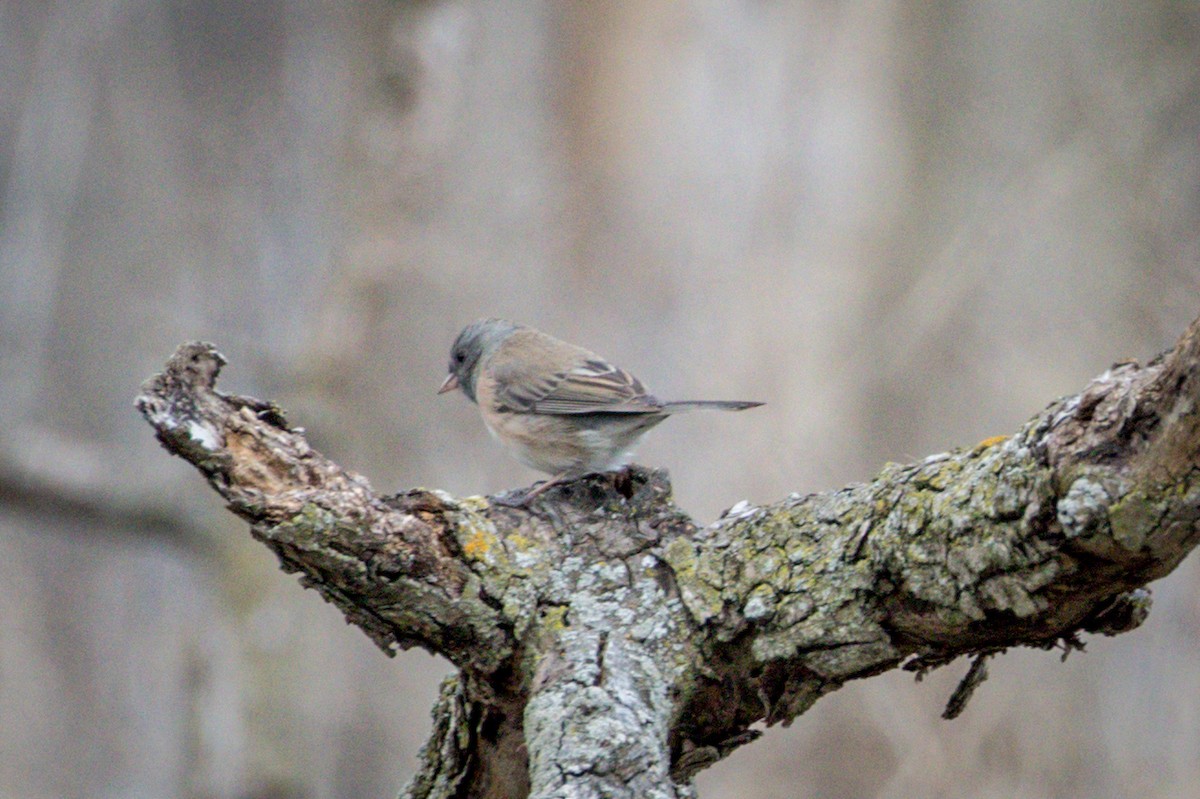 Dark-eyed Junco - ML93890921