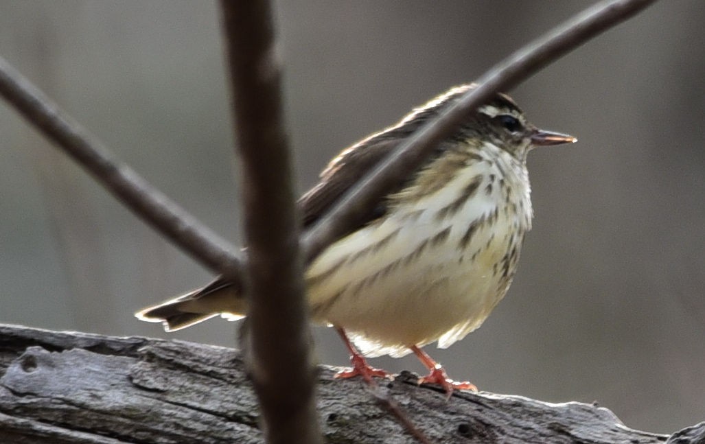 Louisiana Waterthrush - ML93891051