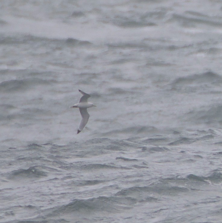 Black-legged Kittiwake - Fredrik  Strom