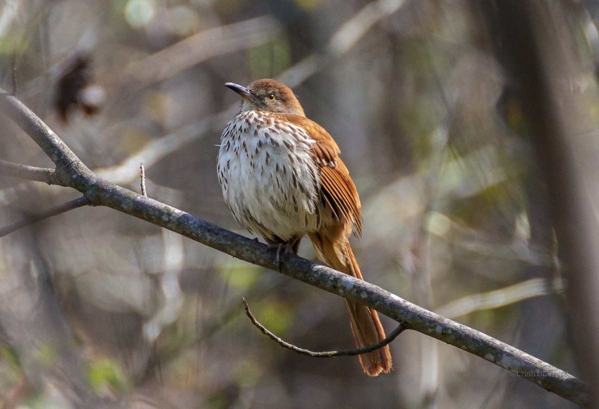 Brown Thrasher - Brian Murphy