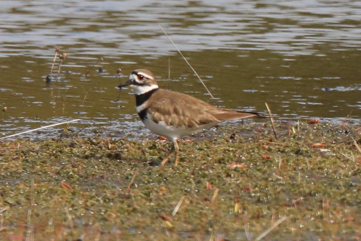 Killdeer - ML93893391