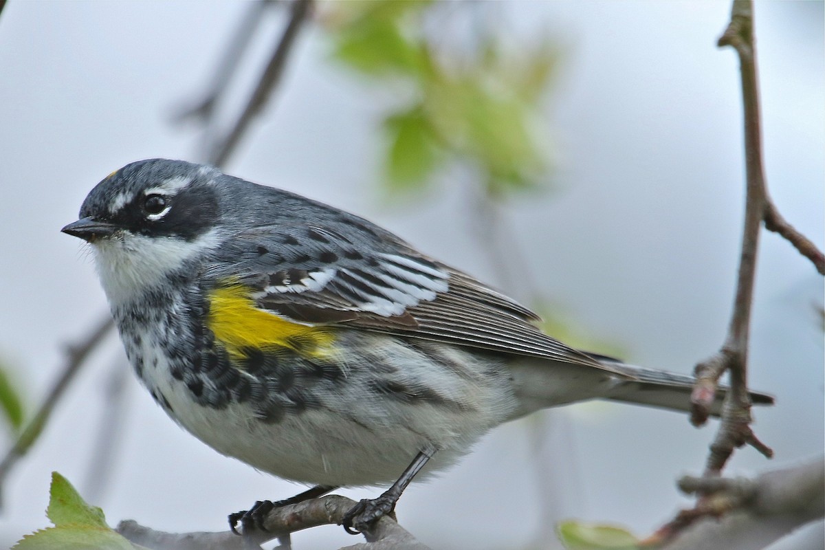 Yellow-rumped Warbler - ML93894971