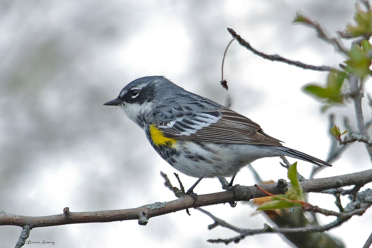 Yellow-rumped Warbler - Brian Lowry