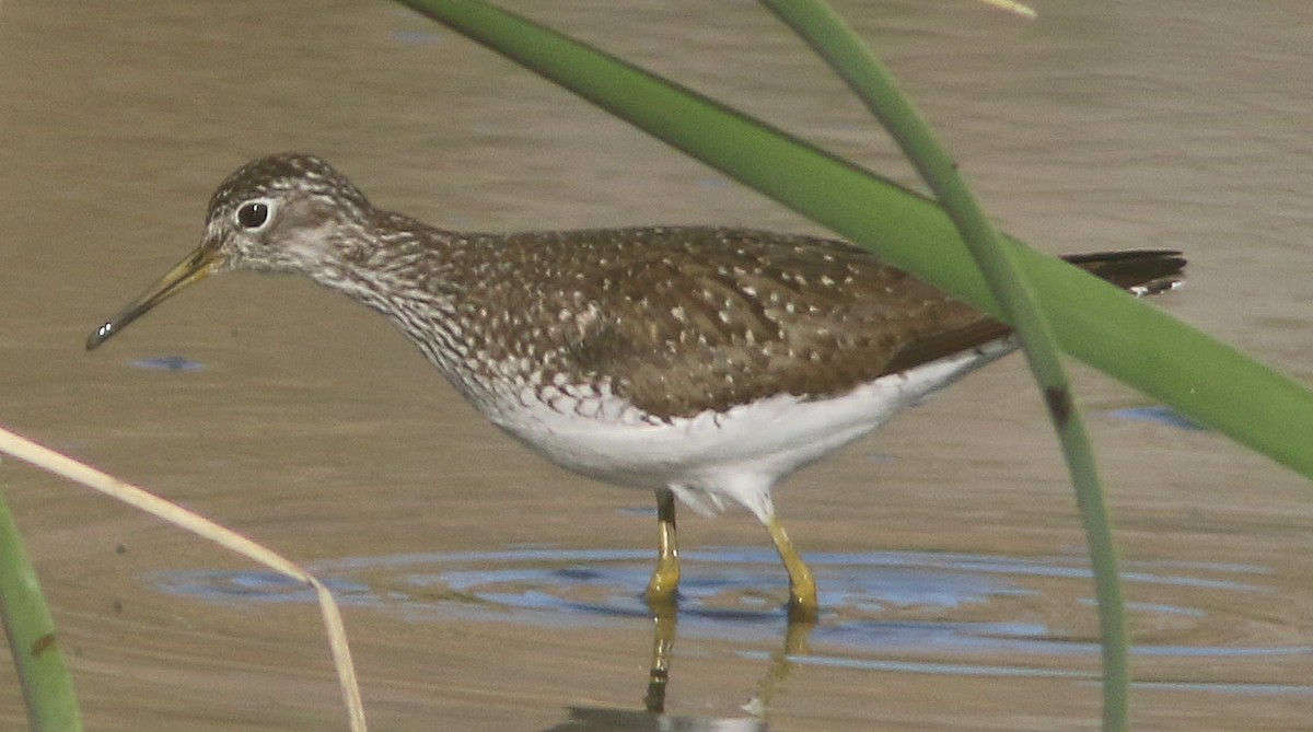 Solitary Sandpiper - Chet McGaugh