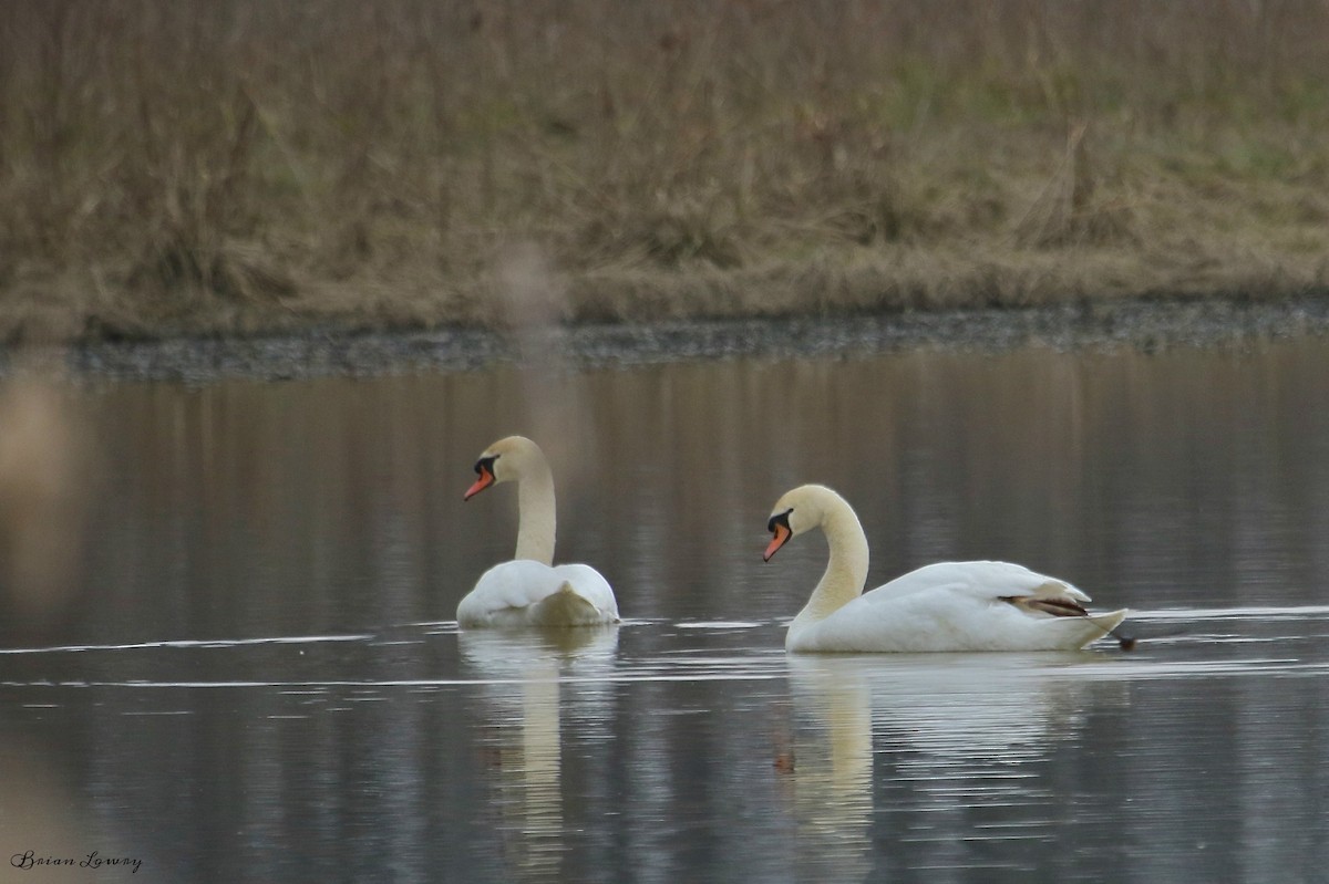 Mute Swan - ML93895651