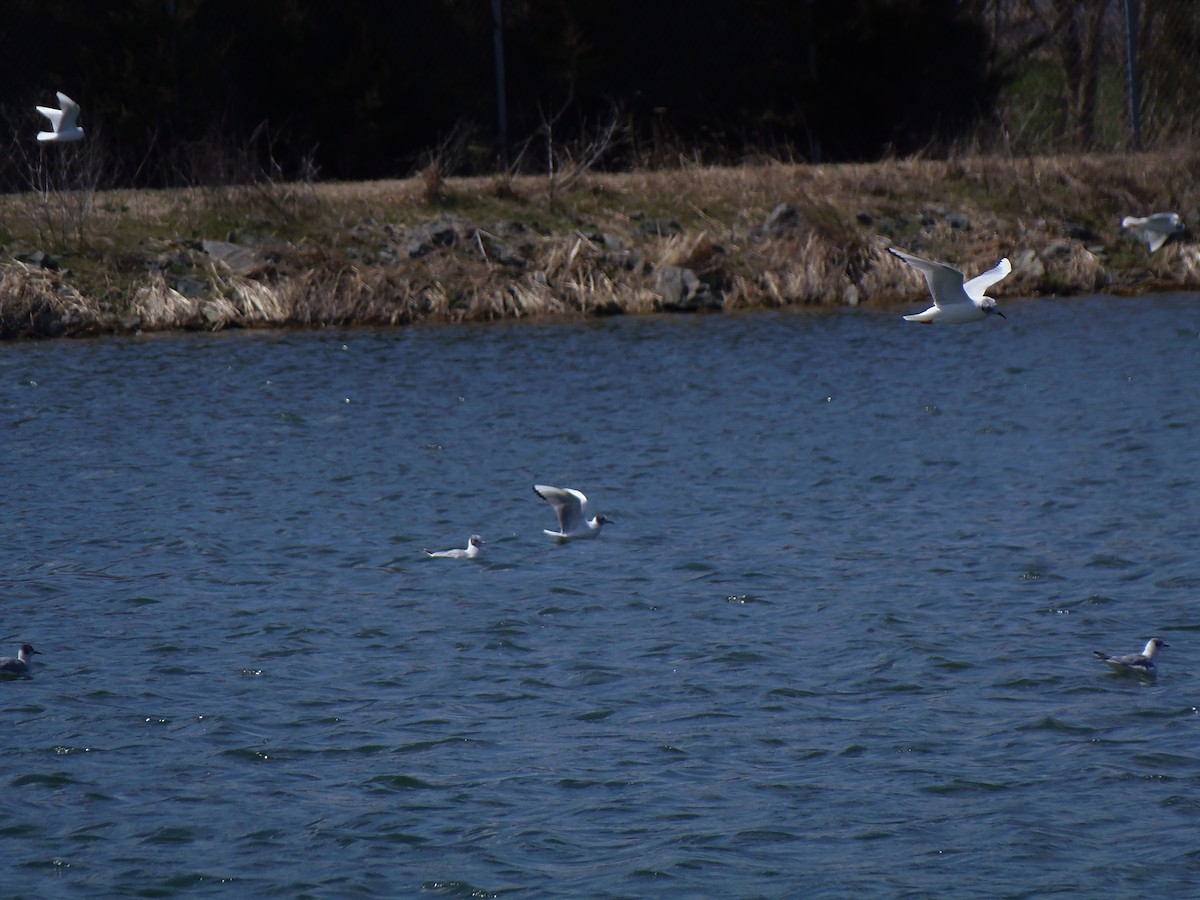 Mouette de Bonaparte - ML93897701