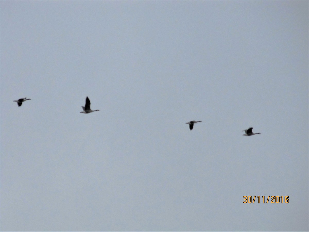 Canada Goose - Lisette Cote