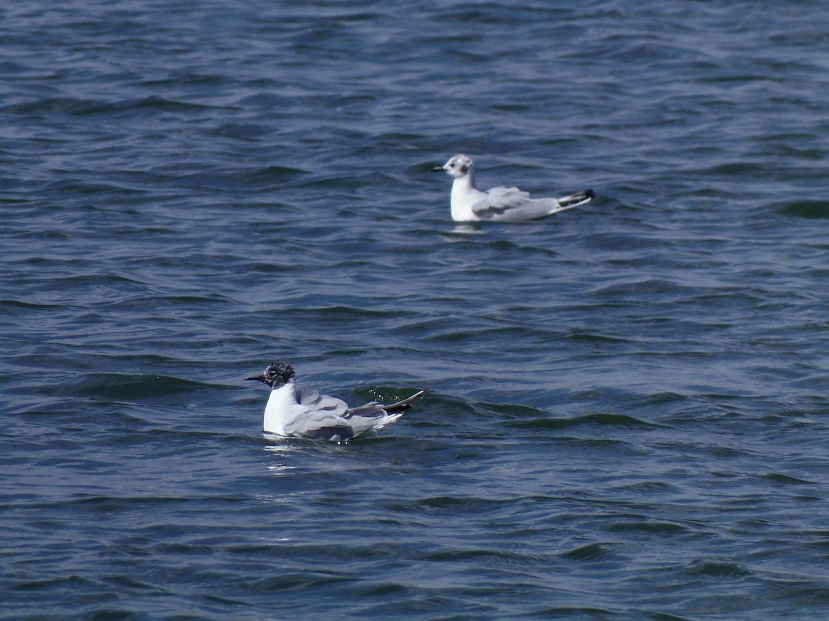 Mouette de Bonaparte - ML93898311