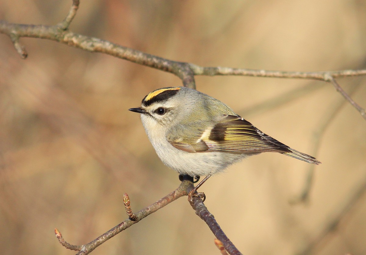 Golden-crowned Kinglet - ML93899291