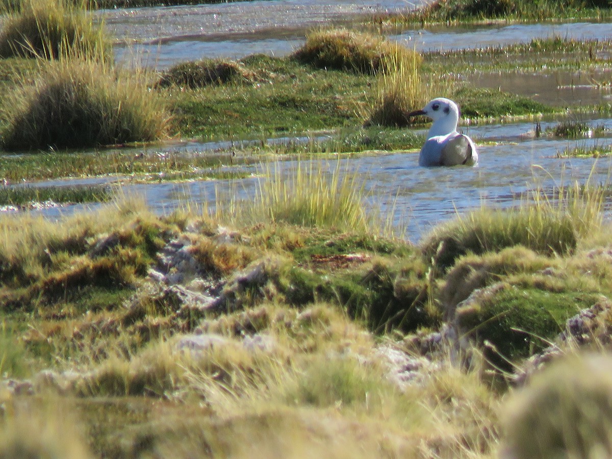 Andean Gull - ML93900991