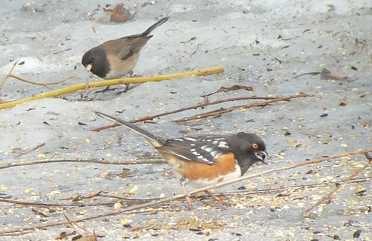 Spotted Towhee - ML93901011