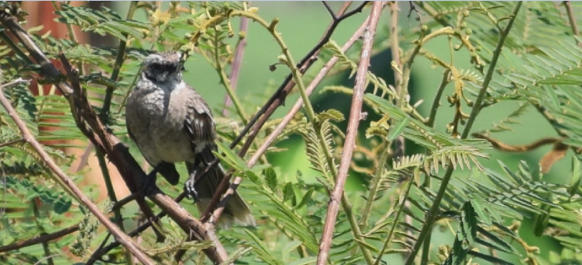Long-tailed Mockingbird - Alfredo Marín